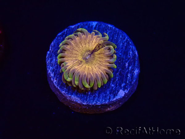 WYSIWYG - RAH Zoanthus Galactic Core 2M10