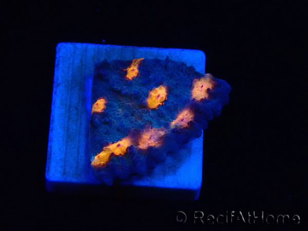 WYSIWYG - RAH Mycedium Isola Vulcano 21F4