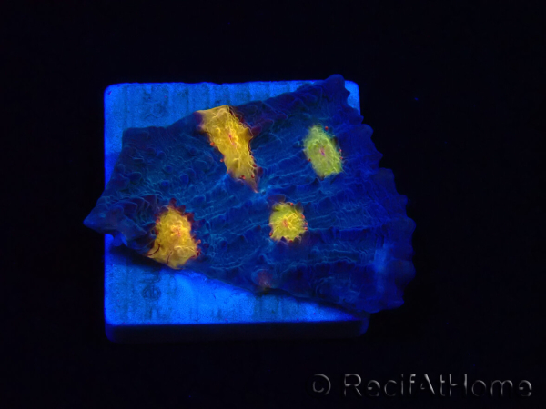 WYSIWYG - RAH Mycedium Volcano Island 23C2