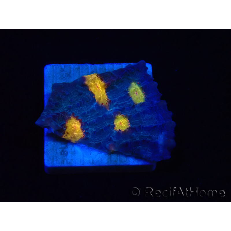 WYSIWYG - RAH Mycedium Volcano Island 21F5