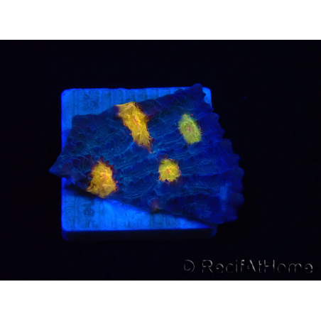 WYSIWYG - RAH Mycedium Volcano Island 21F5