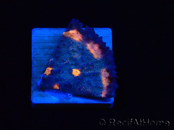WYSIWYG - RAH Mycedium Volcano Island 21F5