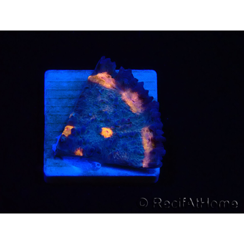 WYSIWYG - RAH Mycedium Volcano Island 21F5