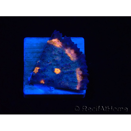WYSIWYG - RAH Mycedium Volcano Island 23C3