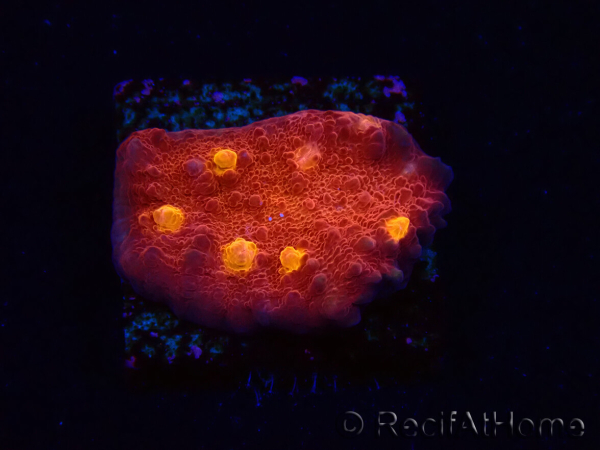 WYSIWYG - RAH Mycedium Blood Treasure 23F7