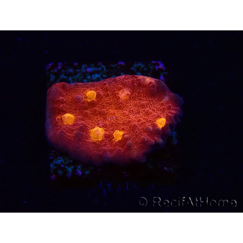 WYSIWYG - RAH Mycedium Blood Treasure 21G4