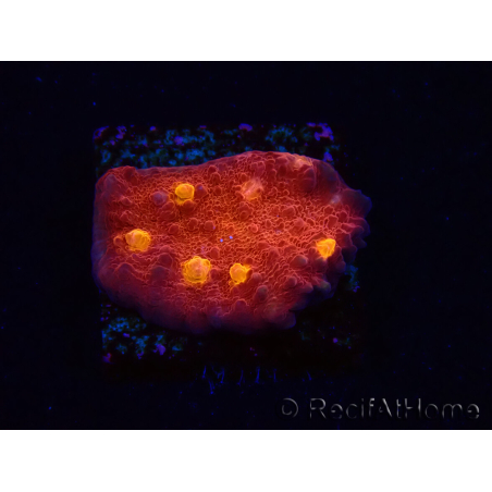 WYSIWYG - RAH Mycedium Blood Treasure 23F7