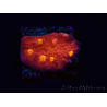 WYSIWYG - RAH Mycedium Blood Treasure 21G4