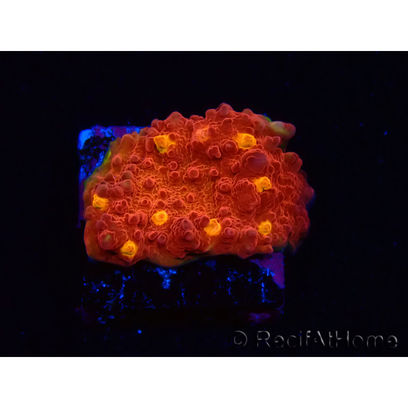 WYSIWYG - RAH Mycedium Blood Treasure 21G5