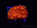 WYSIWYG - RAH Mycedium Blood Treasure 23F8