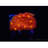 WYSIWYG - RAH Mycedium Blood Treasure 21G5