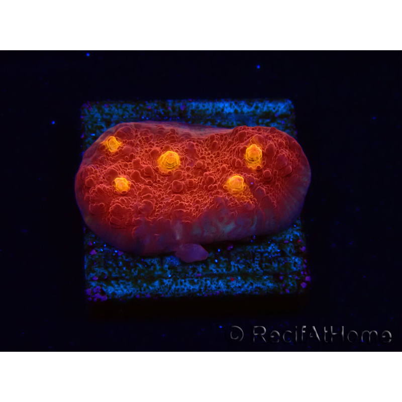 WYSIWYG - RAH Mycedium Blood Treasure 21G6