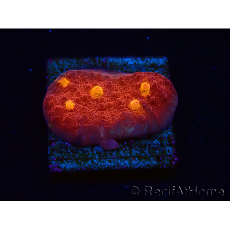 WYSIWYG - RAH Mycedium Blood Treasure 21G6