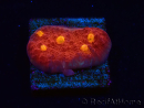 WYSIWYG - RAH Mycedium Blood Treasure 23F9