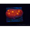 WYSIWYG - RAH Mycedium Blood Treasure 21G6