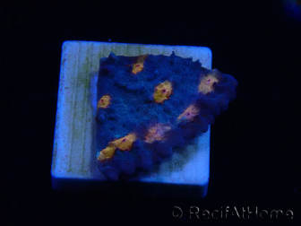 WYSIWYG - RAH Mycedium Volcano Island 21F4
