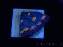 WYSIWYG - RAH Mycedium Isola Vulcano 21F4