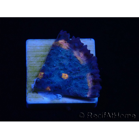 WYSIWYG - RAH Mycedium Volcano Island 23C3