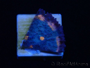WYSIWYG - RAH Mycedium Volcano Island 21F5