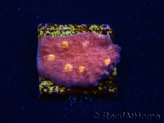 WYSIWYG - RAH Mycedium Blood Treasure 23F7