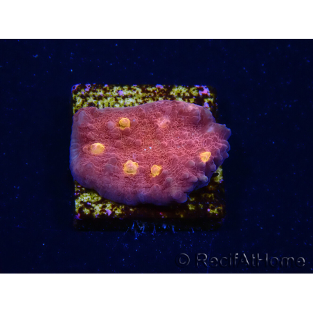 WYSIWYG - RAH Mycedium Blood Treasure 21G4