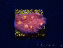 WYSIWYG - RAH Mycedium Blood Treasure 23F7
