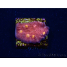 WYSIWYG - RAH Mycedium Blood Treasure 21G4