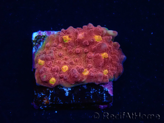 WYSIWYG - RAH Mycedium Blood Treasure 23F8