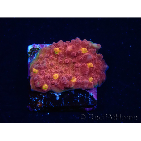 WYSIWYG - RAH Mycedium Blood Treasure 23F8