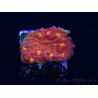 WYSIWYG - RAH Mycedium Blood Treasure 21G5