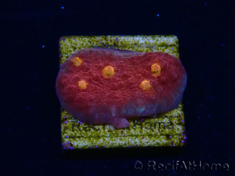 WYSIWYG - RAH Mycedium Blood Treasure 23F9