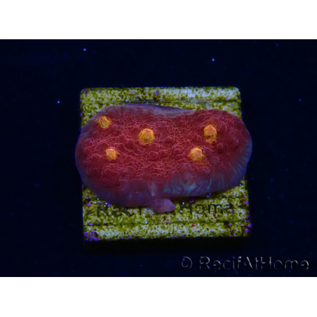 WYSIWYG - RAH Mycedium Blood Treasure 23F9
