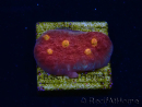 WYSIWYG - RAH Mycedium Blood Treasure 23F9
