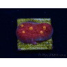 WYSIWYG - RAH Mycedium Blood Treasure 23F9