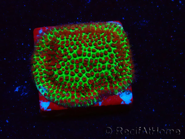 WYSIWYG RAH Red Eye Porites 12C2