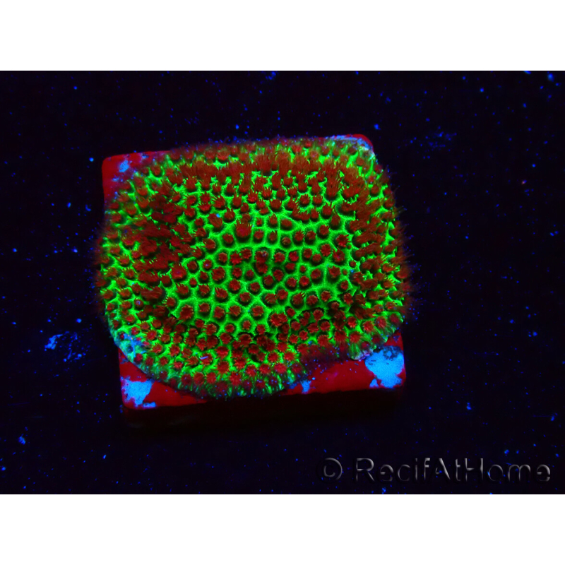WYSIWYG RAH Red Eye Porites 12C2