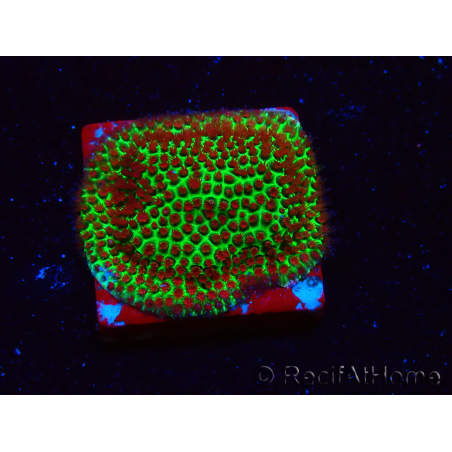 WYSIWYG RAH Red Eye Porites 12C2