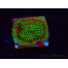 WYSIWYG RAH Red Eye Porites 12C2