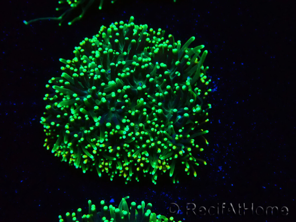WYSIWYG - RAH Galaxea fascicularis Fireworks 3
