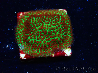 WYSIWYG RAH Red Eye Porites 12C2