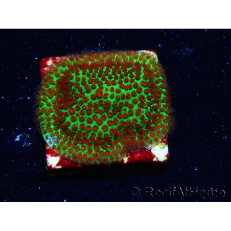 WYSIWYG RAH Red Eye Porites 12C2