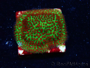 WYSIWYG RAH Red Eye Porites 12C2