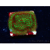 WYSIWYG RAH Red Eye Porites 12C2