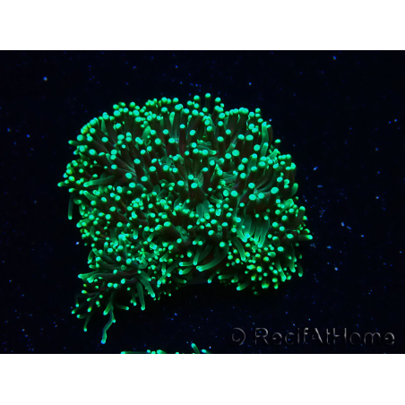 WYSIWYG - RAH Galaxea fascicularis Fireworks 2
