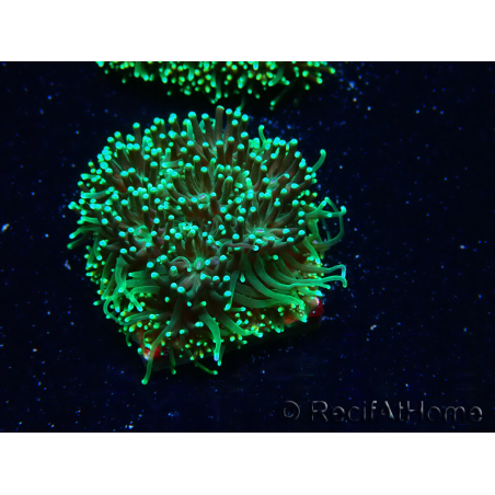 WYSIWYG - RAH Galaxea fascicularis Fireworks 4
