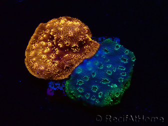 WYSIWYG - RAH Pavona maldivensis Duo Verde/Naranja 3C5