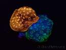 WYSIWYG - RAH Pavona maldivensis Duo Verde/Arancione 3C5