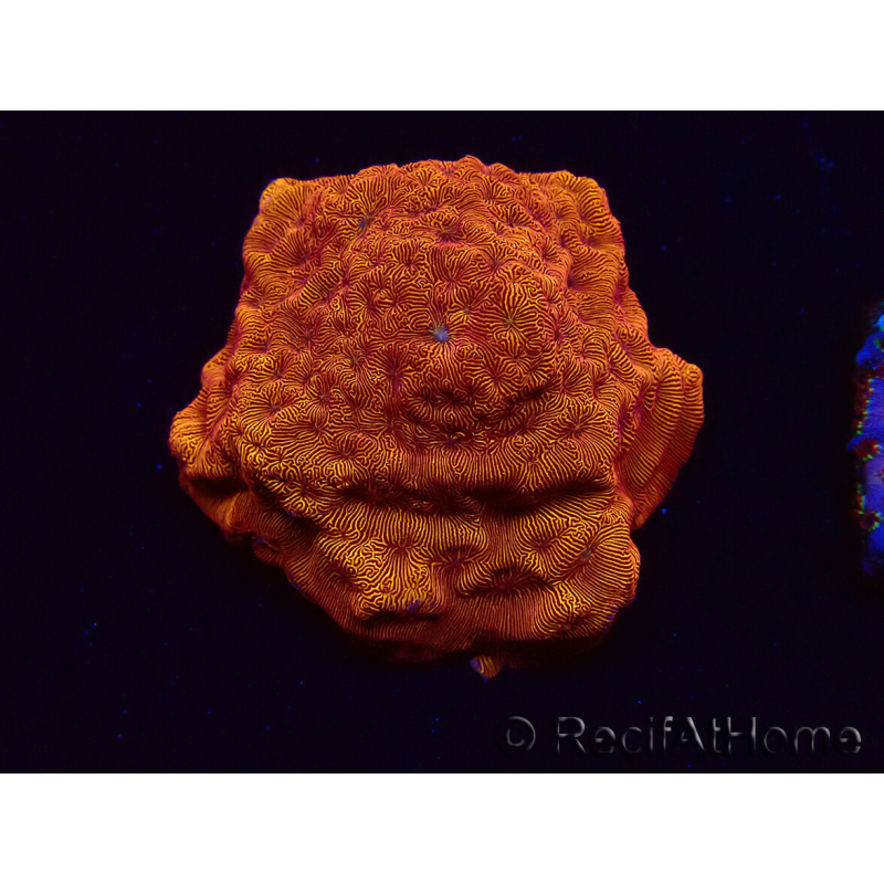 WYSIWYG - RAH Leptoseris 24k Gold 3J2