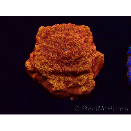 WYSIWYG - RAH Leptoseris 24k Gold 3J2