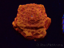 WYSIWYG - RAH Leptoseris 24k Gold 3J2